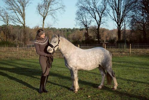 Halve stal / lease Welsh sport pony regio Tessenderlo, Dieren en Toebehoren, Pony's, Ruin, B pony (1.17m tot 1.27m), 3 tot 6 jaar