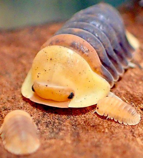 Diverse isopods / pissenbedden, Dieren en Toebehoren, Insecten en Spinnen