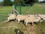 Kerry hill dekrammen, Dieren en Toebehoren