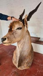 Opgezette kop hert / ree / eland, Verzamelen, Dierenverzamelingen, Ophalen, Gebruikt, Hert, Opgezet dier