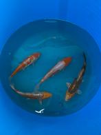 Japanse koi 20-25cm, Karper of Koi