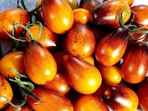 Indigo Pear Drops - Tomaat zaden, Tuin en Terras, Bloembollen en Zaden, Verzenden