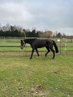 8 jarige (fok)merrie te koop, Dieren en Toebehoren, Merrie