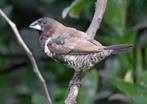 gewoon ekstertje, Dieren en Toebehoren, Vogels | Overige Vogels, Meerdere dieren, Tropenvogel