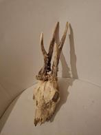 Gewei reebok, Verzamelen, Ophalen, Zo goed als nieuw, Hert, Gewei of Kop