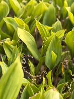 Plants de muguet, Volle zon, Eenjarig, Lente, Ophalen