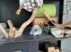 3 jonge chinchilla’s, Dieren en Toebehoren, Knaagdieren, Meerdere dieren, Chinchilla, Tam