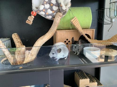 3 jonge chinchilla’s, Dieren en Toebehoren, Knaagdieren, Meerdere dieren, Chinchilla, Tam