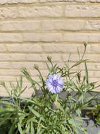 Zomerbloemen, Tuin en Terras, Ophalen, Eenjarig