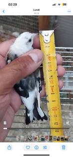 chardonnerets, Dieren en Toebehoren