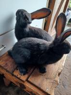 Jonge rammelaars, Dieren en Toebehoren, Mannelijk, Groot, 0 tot 2 jaar