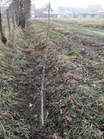 2 notelaars., Tuin en Terras, Ophalen