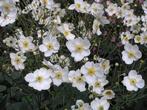 Mooie Herfst anemonen, Tuin en Terras, Planten | Tuinplanten, Volle zon, Vaste plant, Herfst, Ophalen