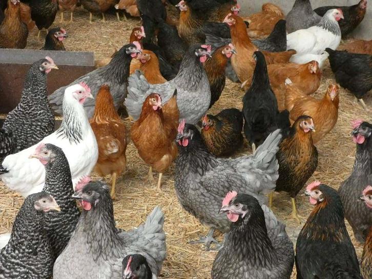 OUVERT LE DIMANCHE POULES PONDEUSES AVEC ŒUFS 0499/082381, Animaux & Accessoires, Volatiles, Poule ou poulet, Femelle