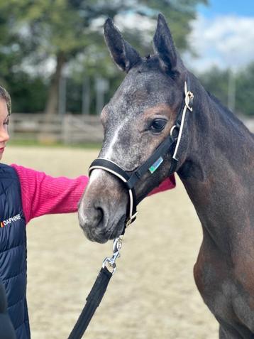 Merrieveulen springgefokt mooie afstamming