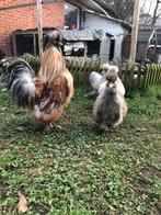 Usa zijdehoen Haan, Dieren en Toebehoren, Mannelijk, Kip