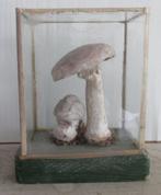 antieke botanische modellen paddestoelen in glazen box   52, Verzenden