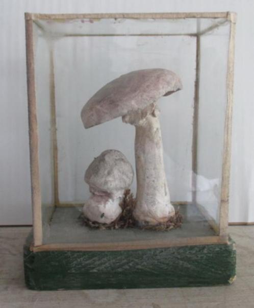 antieke botanische modellen paddestoelen in glazen box   52, Antiek en Kunst, Curiosa en Brocante, Verzenden