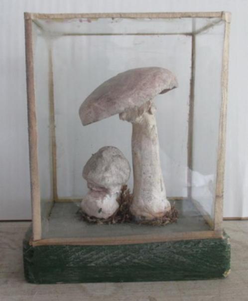 modèles botaniques anciens champignons dans une boîte en ver, Antiquités & Art, Curiosités & Brocante, Envoi