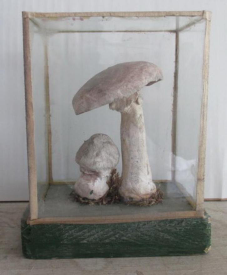 antieke botanische modellen paddestoelen in glazen box   52, Antiek en Kunst, Curiosa en Brocante, Verzenden