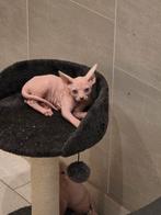 Chaton Sphynx, Dieren en Toebehoren, Poes, Gechipt