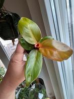 Philodendron Prince Of Orange, Ophalen of Verzenden