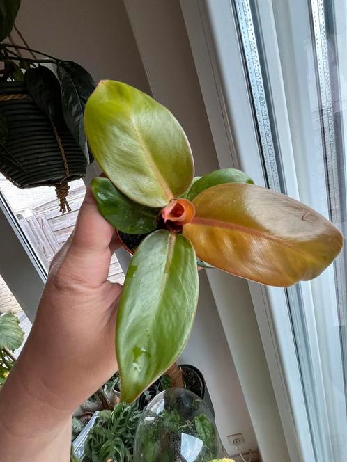 Philodendron Prince Of Orange, Huis en Inrichting, Kamerplanten, Ophalen of Verzenden
