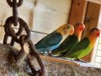 Agapornis fischeri turquoise opaline (van eind maart), Dieren en Toebehoren, Vogels | Parkieten en Papegaaien