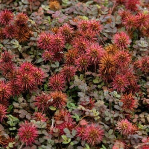 Acaena en Agastache, Tuin en Terras, Planten | Tuinplanten, Vaste plant, Ophalen of Verzenden