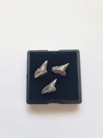 3st. Notorynchus Cepedianus tanden. beschikbaar voor biedingen