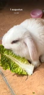 Konijn heel liev, Dieren en Toebehoren, Dwerg