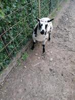 Kerry hil ooi 5 maanden oud, Animaux & Accessoires, Moutons, Chèvres & Cochons