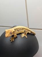 Wimpergekko, Dieren en Toebehoren, Reptielen en Amfibieën