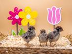 Barnevelder kippen kuikens zilver gezoomd gesekst en ingeënt, Dieren en Toebehoren, Pluimvee, Kip, Vrouwelijk