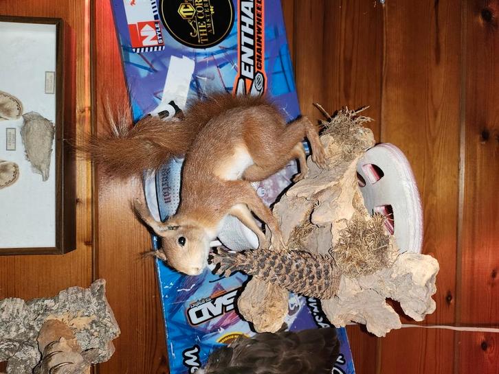 set mooi opgezette dieren, Verzamelen, Dierenverzamelingen, Ophalen