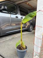 Musa basjoo, Tuin en Terras, Ophalen, In pot