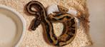 Python regius mutation piebald het axanthic VPI, Serpent, 0 à 2 ans
