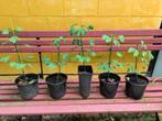 Ginkgo biloba, Tuin en Terras, Ophalen