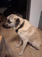Kangal hond, Animaux & Accessoires, Chiens | Bergers & Bouviers, 1 à 2 ans, Particulier, Chien (mâle), Parvovirose