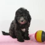 Grijze Poedel pups te koop (Belgisch), CDV (hondenziekte), Meerdere, 8 tot 15 weken, Meerdere dieren