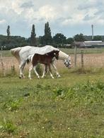 Prachtige appaloosa merrie met veulen, Dieren en Toebehoren, Paarden, Merrie