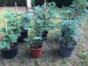 6 x Californische cipres - nu planttijd beschikbaar voor biedingen