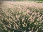Grassen, Tuin en Terras, Planten | Tuinplanten, Ophalen of Verzenden, Vaste plant