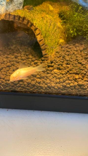 5 corydoras 3,00€ beschikbaar voor biedingen