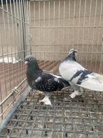 Super takla ala, Dieren en Toebehoren, Vogels | Duiven