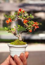 Chaenomeles bonsai - Shohin Japanse kweepeer, Overige soorten, Lente, Minder dan 100 cm, Ophalen