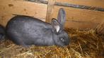 Blauw Van Ham te koop, Dieren en Toebehoren, Konijnen, Meerdere dieren, Groot, 0 tot 2 jaar