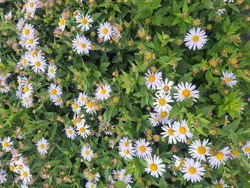 Erigeron karvinskianus  beschikbaar voor biedingen