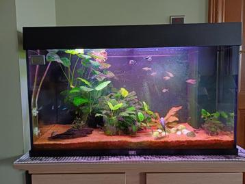 aquarium beschikbaar voor biedingen