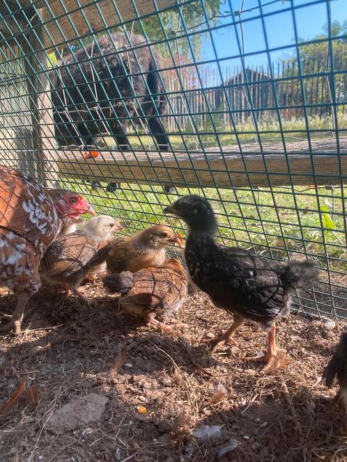 Kuikens te koop, Dieren en Toebehoren, Pluimvee, Kip, Geslacht onbekend